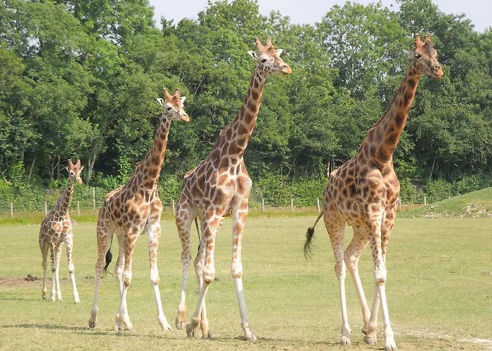 洛夫特公寓 公寓 翁弗勒尔